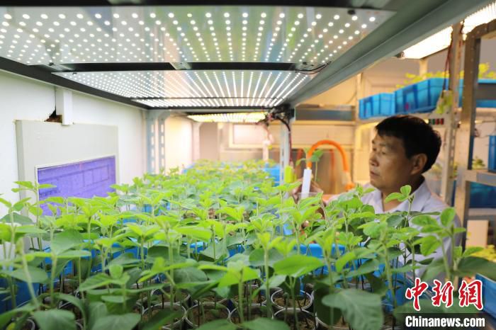 圖為河南省農(nóng)科院育種專家查看大豆育種情況。(資料圖) 韓章云 攝