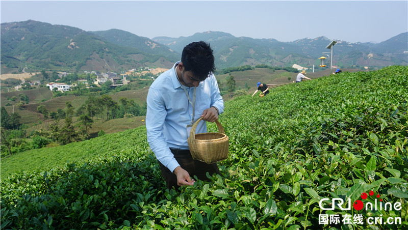 萬畝茶園香四方 “一帶一路”國際青年細(xì)品信陽毛尖韻味_fororder_微信圖片_20230601172257