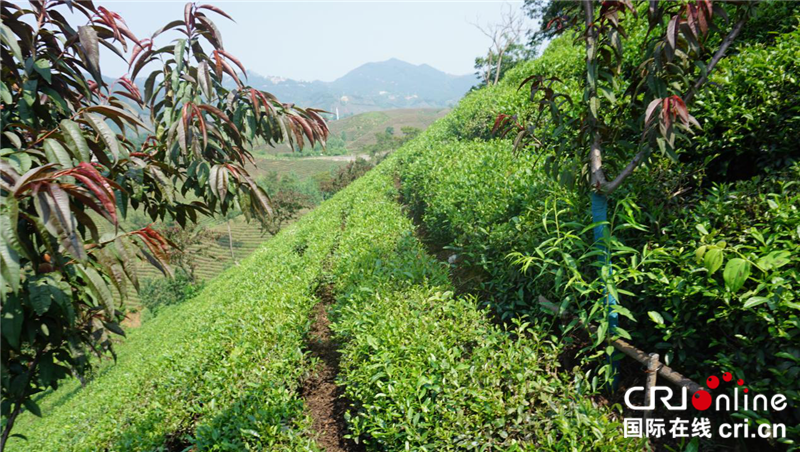 “一帶一路”國(guó)際青年“豫”見綠色信陽(yáng) 見證“美麗中國(guó)”_fororder_圖片2