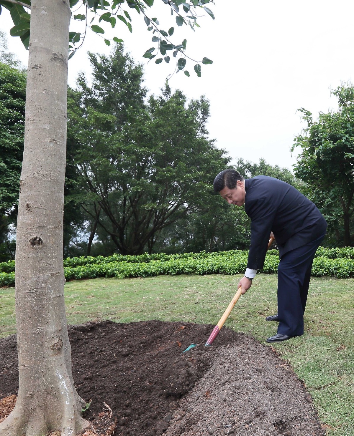 2012年12月8日，習(xí)近平在深圳蓮花山公園種下一棵高山榕樹(shù)。