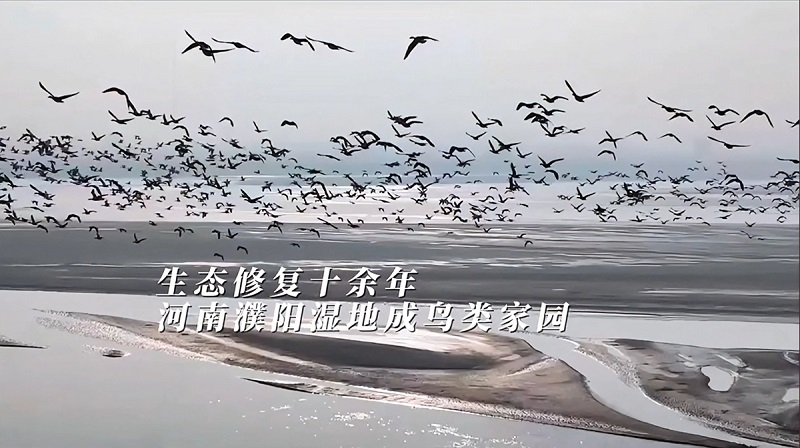 《濮陽生態(tài)修復十余年，河南濮陽濕地成鳥類棲息家園》封面.png
